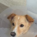 멍냥의민족 이미지