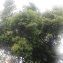 제주 도순리 녹나무 자생지 이미지