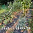 한성농장 | 주말농장 7월 작물 가지 방울토마토 수확 시기