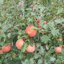 대호2농장 이미지