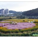 기장군농업기술센터 | 핑크뮬리 명소 기장군 일광읍 광산마을 핑크뮬리 좁은잎해바라기 수크령 팜파스그라스 핫한 가을