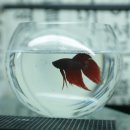 베스트피쉬 수족관 이미지