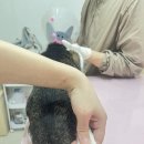 창원고양이미용 무냥무냥 이미지