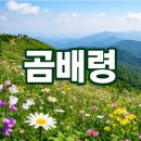 6월 2일(화) 천상의 화원, 점봉산 곰배령, 원시림의 꽃 대궐 [100대 명품숲].♡50,000원.조중식(찰밥) 36석리무진운행 이미지