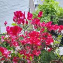 아젤리아 이미지