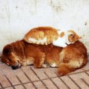 고롱고롱 이미지