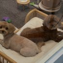 Grooming574 이미지