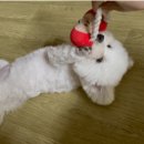 몽실몽실애견미용 이미지