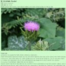 밀크시슬(Milk Thistle)의 효능 이미지