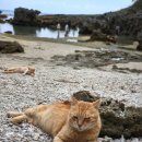 부구시장 | 4월 대만 날씨 옷차림 정보 실시간 대만여행