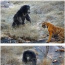 호랑이와 반달곰 이미지