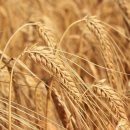 요리보리 이미지