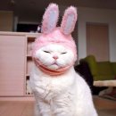 고양이 모자 이미지