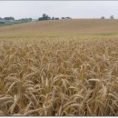 태안목장 이미지