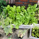 빅토리농장 이미지