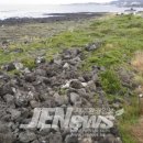 서림연대 이미지