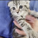 (주)펫펏 요미독강아지 요미캣고양이 동탄점 | “동탄 강아지/고양이 분양 요미독 강아지 요미캣 고양이 동탄점 후기를 가져온 지니입니당.”