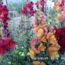 선산대로-10 이미지