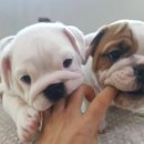 똥꼬발랄 이미지