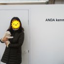 안다켄넬반려견을품에안다