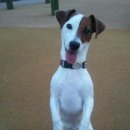 캡틴 켄넬 이미지