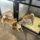 루이몽 | 루이몽 방문기 : 나대는 심장 진정해!(feat. 무료 항공권)