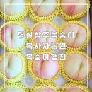 늦둥이농원 | 명실상주복숭아 복사자농원 복숭아행천 후기와 보관법