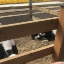 유인목장 이미지