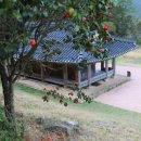 바닷가 숲속 이미지