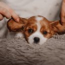 오마이퍼피 이미지