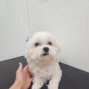 뚱이애견 이미지