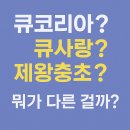 (주)탐케어코리아 | 큐코리아? 큐사랑? 제왕충초? 뭐가 다른걸까? 이 글 하나로 완벽 정복!