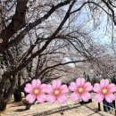진해구 ⓐ-28 | 2026 진해군항제 벚꽃여행 필수코스 경화역 주말 여행기 실시간 개화 상황