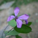 루나리아(lunaria)