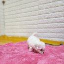 하빈애견농장 이미지