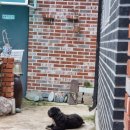 다희 민박 이미지