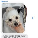 단추펫살롱