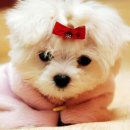 주먹밥 이야기 이미지