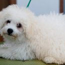 어반독스 이미지