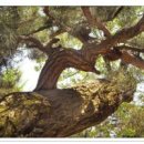 밤나무산장 이미지