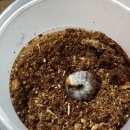 화성사슴농장 이미지