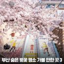 학장천공영주차장(학장동 254-3) | 부산 숨은 벚꽃 명소 가볼 만한 곳 3 :: 닥밭골 벽화마을, 동삼해수천, 학장천