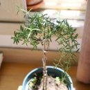 클리핑 로즈마리 키우기 여름철 관리법 이미지