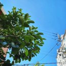 4.19부어치킨 이미지