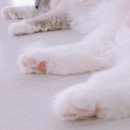 디캣 이미지