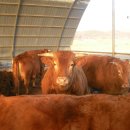 일꾼한우농장 이미지