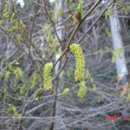 자작나무(Betula platyphylla var. japonica) - 6주차 이미지