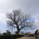 성읍리-27 이미지