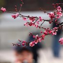 봄이오네 이미지