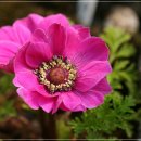 아네모네 이미지